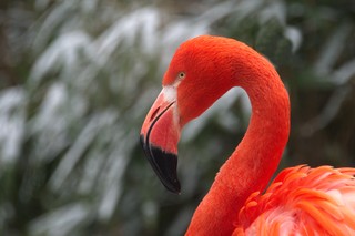 Roter Flamingo