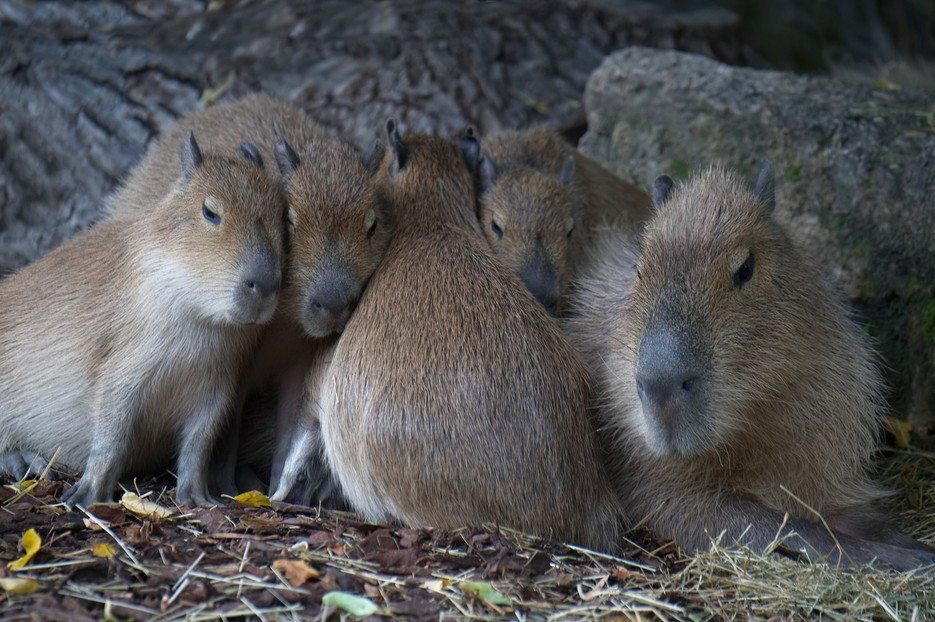 Pagina Iniziale Vienna Zoo