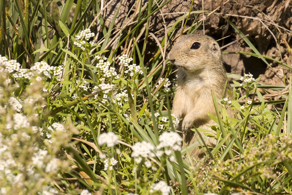Europäisches Ziesel Tiergarten Schönbrunn