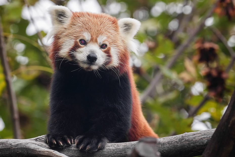 Roter Panda – Tiergarten Schönbrunn