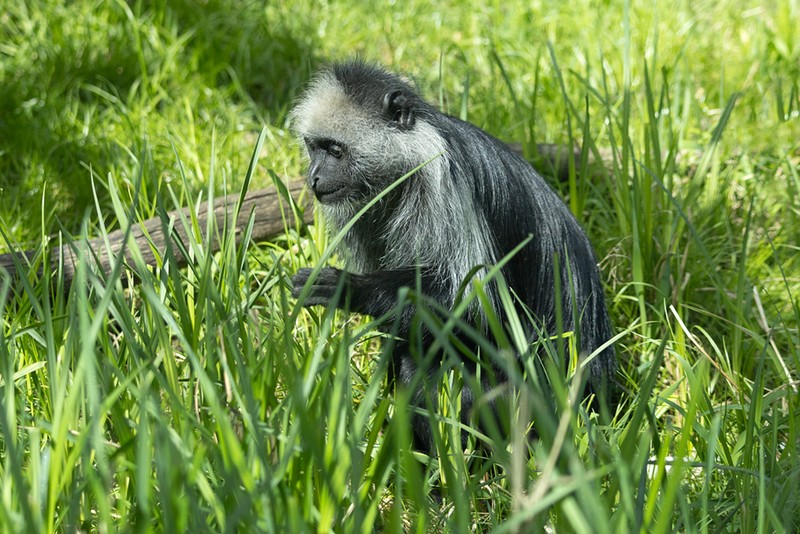 Bärenstummelaffe – Tiergarten Schönbrunn