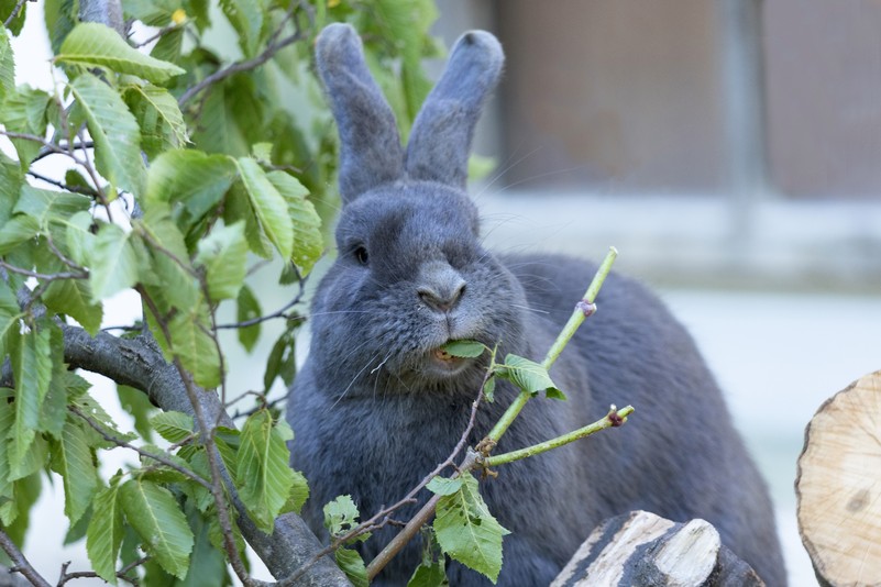 Blauer Wiener  Tiergarten Schnbrunn