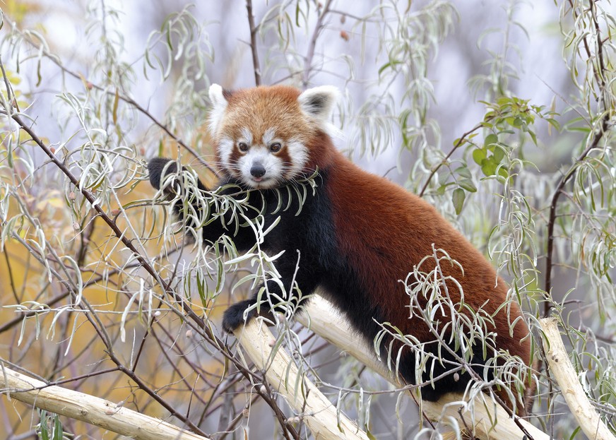 Neue Wohnadresse für Kleine Pandas Tiergarten Schönbrunn