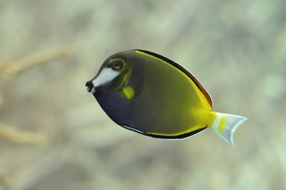 Philippinen-Doktorfisch