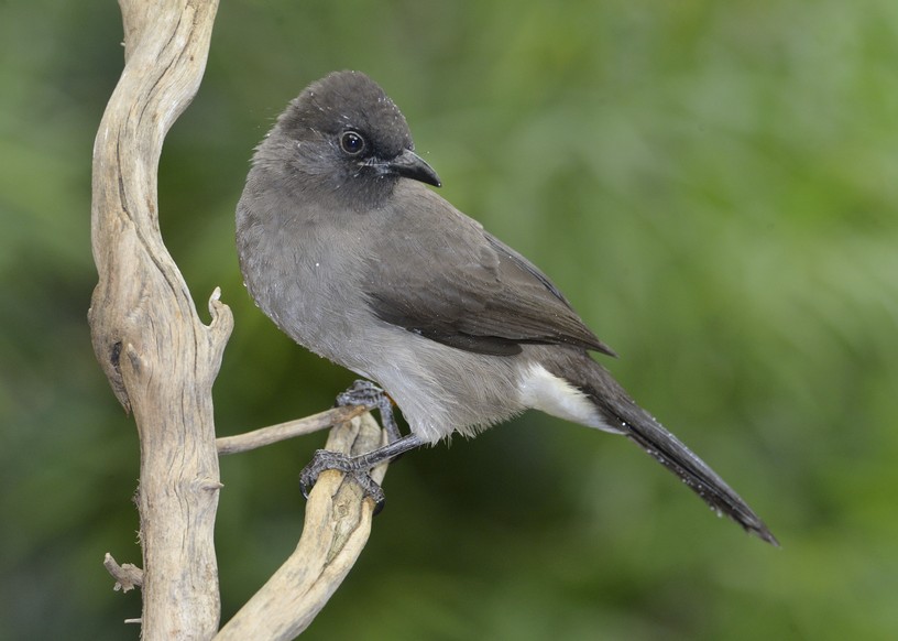 Foto Norbert Potensky , 26. November 2011