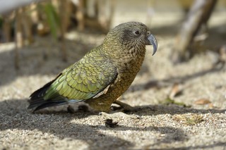 Kea