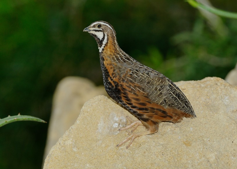 Foto Norbert Potensky , 28. Juni 2012
