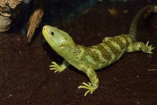 Wickelschwanzskink 