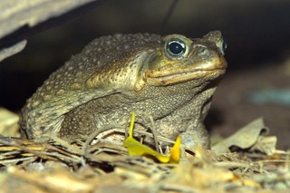 Agakröte