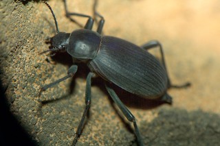 Schwarzer Pharao-Käfer