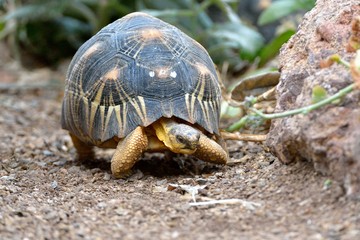 Foto für: Schildkröten-Schutz auf Mauritius