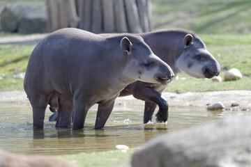 Foto für: Tapir-Tage