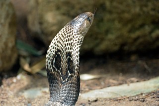 Brillenschlange, Indische Kobra