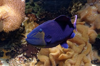 Rotzahn-Drückerfisch