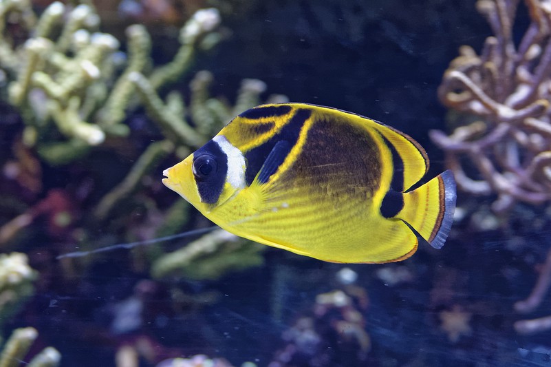 Mondsichel Falterfisch Tiergarten Schonbrunn