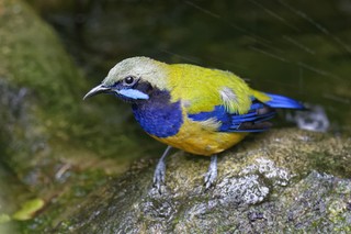 Orangebauch-Blattvogel