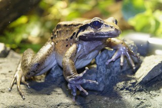 Antillen-Ochsenfrosch