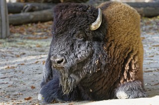 Bison