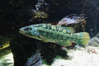 Grüner Lippfisch