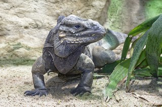 Nashornleguan 