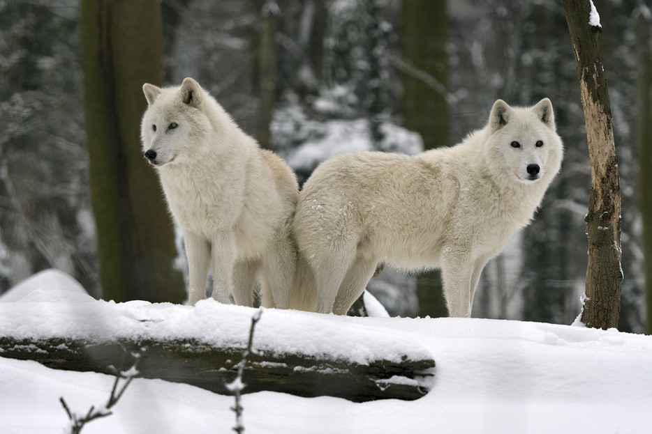 hase und wolf deutsch hase und wolf deutsch