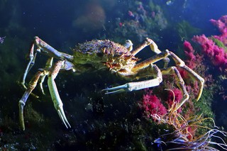Seespinne