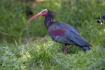 Foto für: World Migratory Bird Day