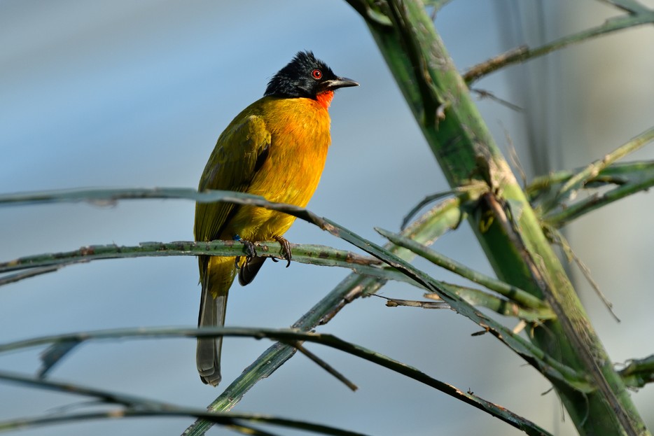 Goldbrustbülbül Tiergarten Schönbrunn