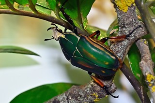 Afrikanischer Rosenkäfer