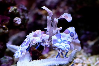 Harlekingarnele