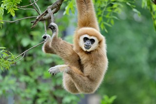 Weißhandgibbon