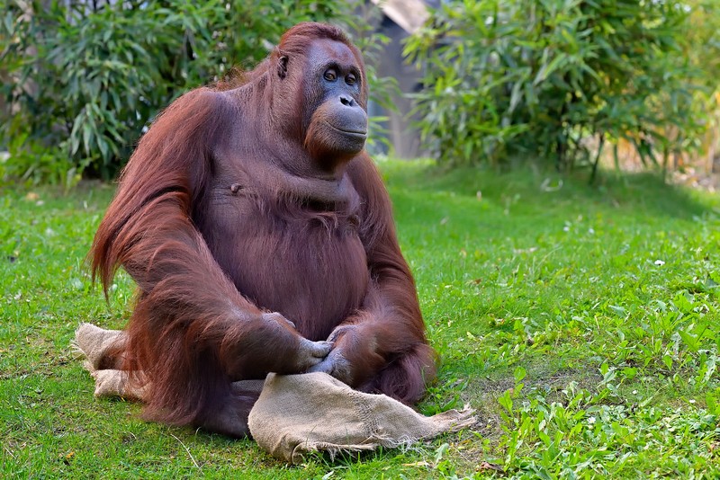  Orang  Utan Tiergarten Sch nbrunn