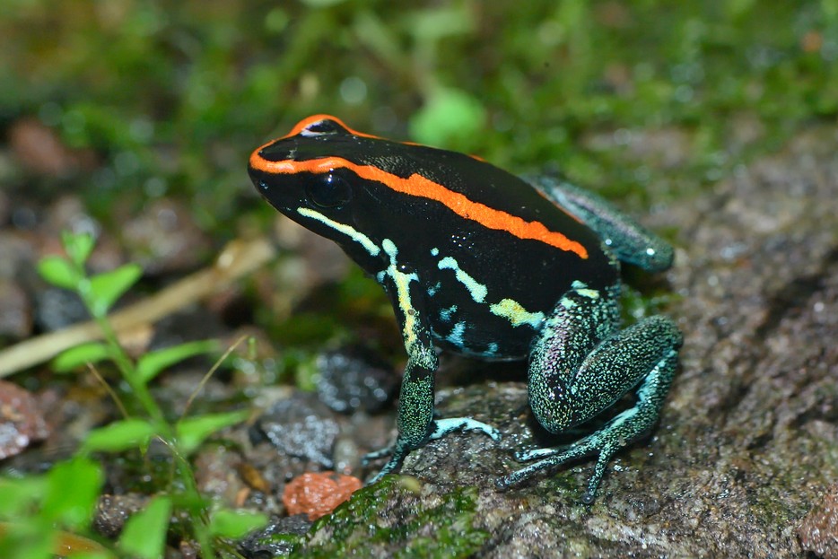 Gestreifter Pfeilgiftfrosch Tiergarten Schonbrunn