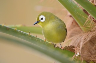 Kilimandscharo-Bergbrillenvogel 