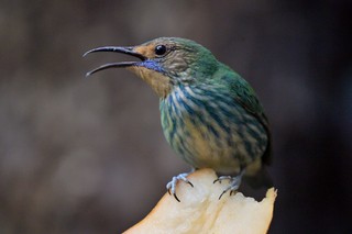 Purpurnaschvogel