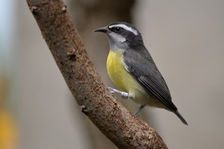 Bananaquit