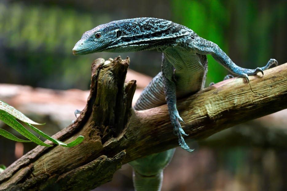 Blauer Baumwaran Tiergarten Schönbrunn
