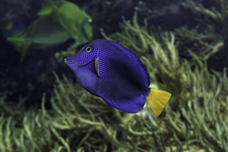 Blauer Segelflossen-Doktorfisch