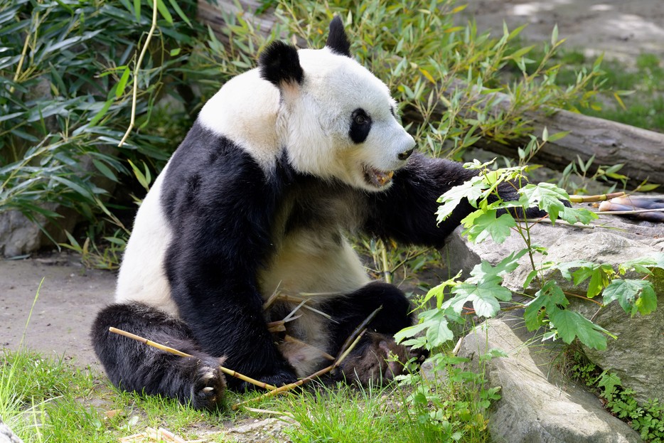 Großer Panda Tiergarten Schönbrunn