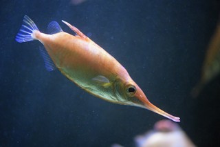 Gewöhnlicher Schnepfenfisch