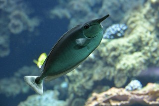 Langnasen-Doktorfisch
