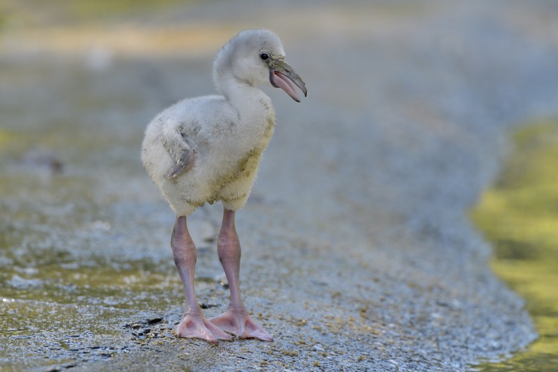 Rosa Flamingo – Tiergarten Schönbrunn