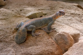 Oman-Dornschwanzagame