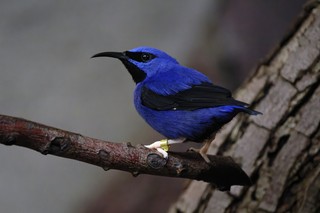 Purpurnaschvogel