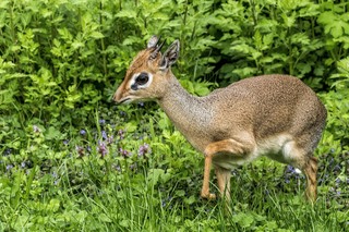 Kirk-Dikdik