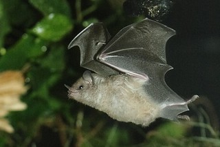 Blumenfledermaus 