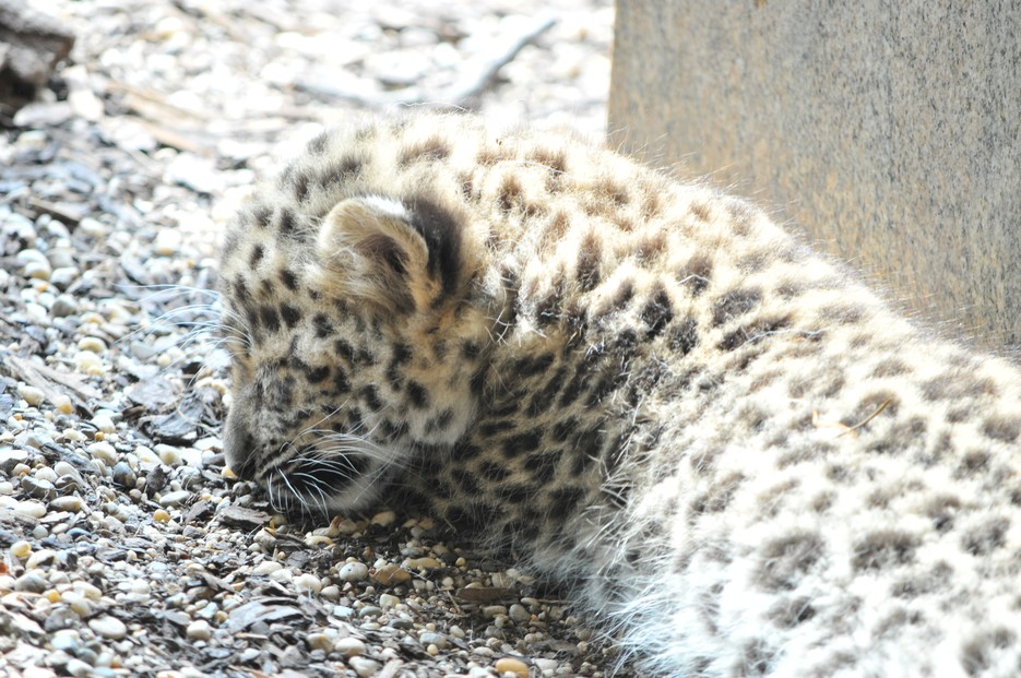 Peter Malek Tiergarten Schönbrunn