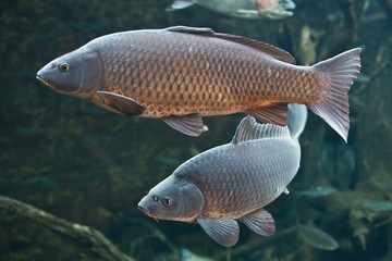 Foto für: Fisch Gewiss-Tage