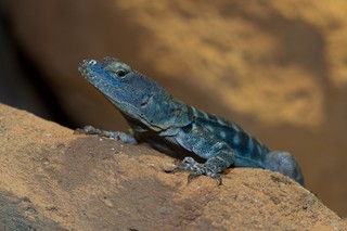 Blauer Felsenleguan