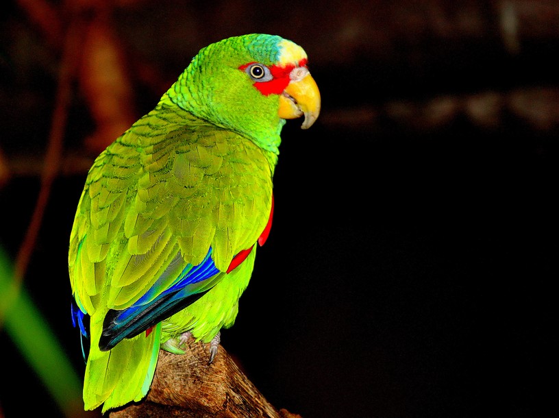 Foto Rainer Leiss , 4. April 2011